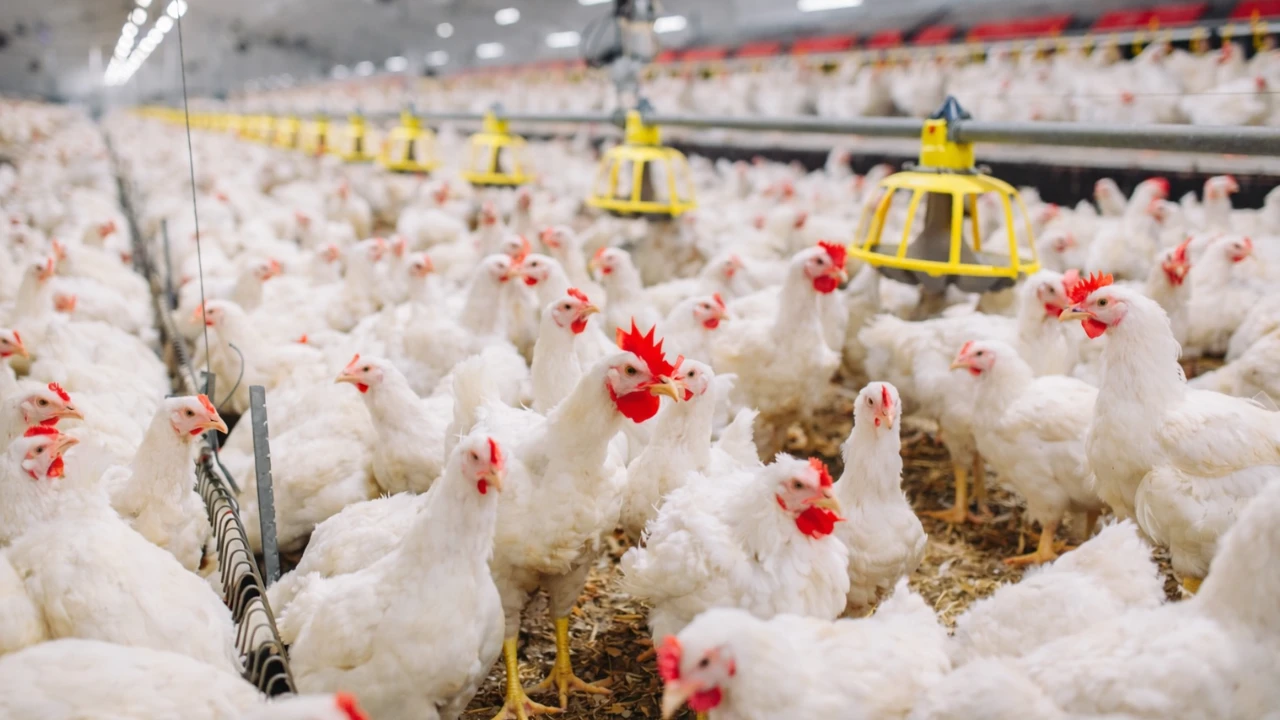 Poultry farm