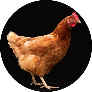 Poultry scale collection set 3